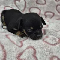 Shadow, a male Chihuahua for sale in Liberty, MS – Photo 5 of 5