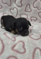 Shadow, a male Chihuahua for sale in Liberty, MS – Photo 5 of 5