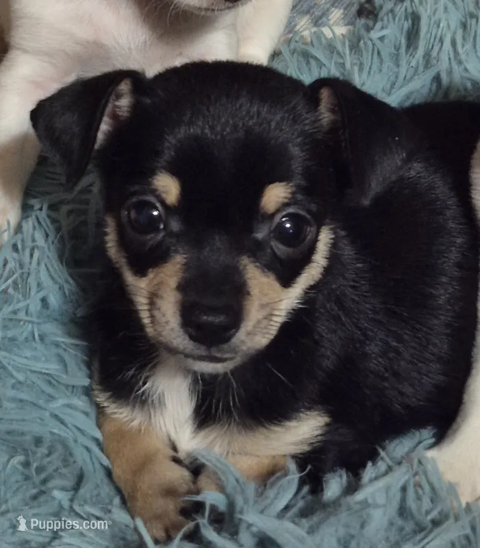 Bear – Chihuahua puppy for sale in Liberty, MS