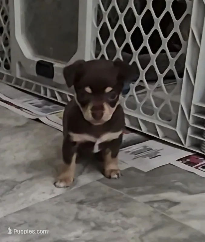 Hershey  – Chihuahua puppy on hold in Liberty, MS