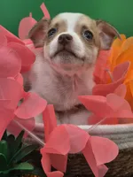 Lilly , a female Chihuahua for sale in Liberty, MS – 7 of 9