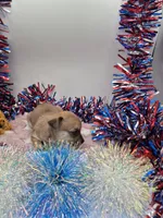 Bell, a female Chihuahua for sale in Liberty, MS – 4 of 4