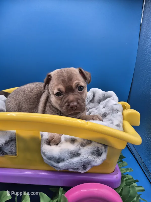 Pete – Chihuahua puppy for sale in Liberty, MS