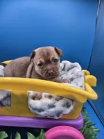 Pete, a male Chihuahua for sale in Liberty, MS – 3 of 7