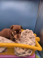 Hershey , a male Chihuahua for sale in Liberty, MS – 8 of 8