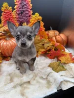 Bluey, a male Chihuahua for sale in Liberty, MS – 2 of 6