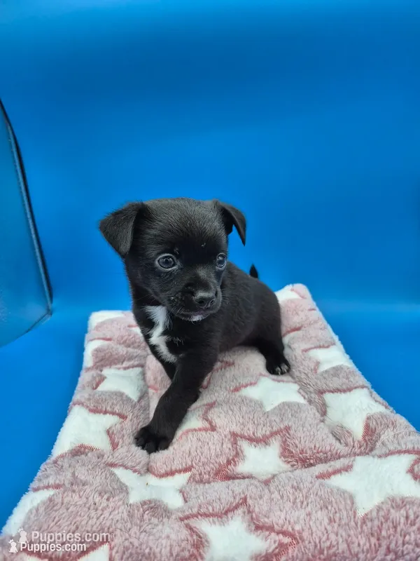 Black Jack – Chihuahua puppy for sale in Liberty, MS
