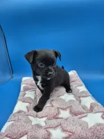 Black Jack, a male Chihuahua for sale in Liberty, MS – 5 of 8