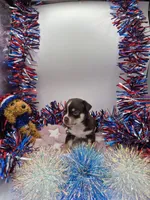 Rouger , a male Chihuahua for sale in Liberty, MS – 2 of 2