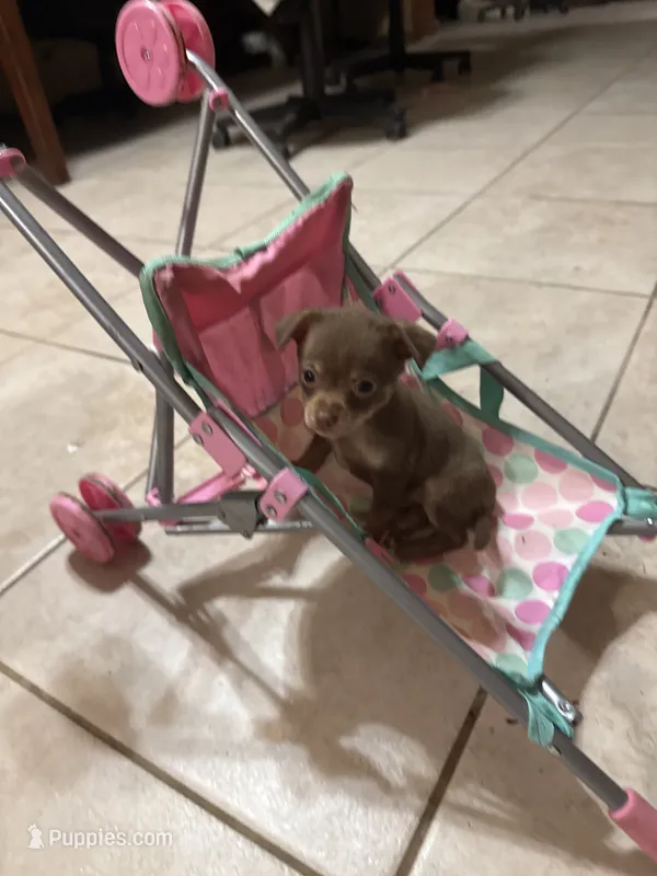 Baby – Chihuahua puppy for sale in Liberty, MS