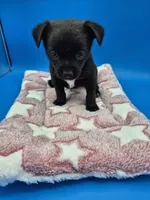 Black Jack, a male Chihuahua for sale in Liberty, MS – 6 of 8