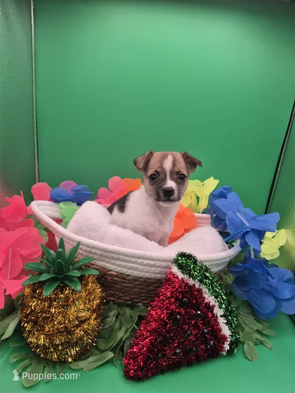 Gypsy  – Chihuahua puppy for sale in Liberty, MS