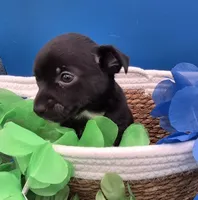 Chase , a male Chihuahua for sale in Liberty, MS – 8 of 10