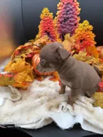 Bear, a male Chihuahua for sale in Liberty, MS – 5 of 6