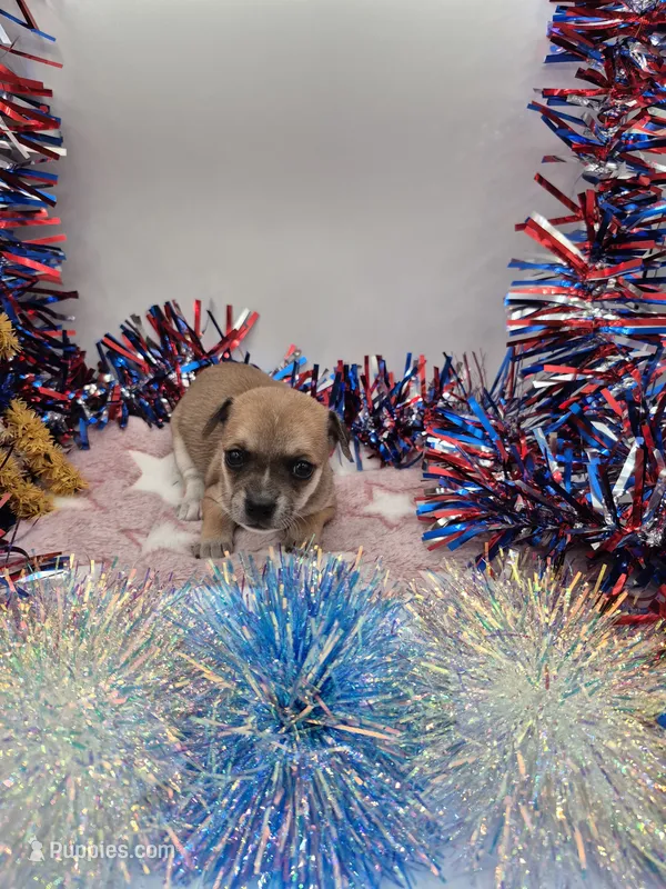 Bell – Chihuahua puppy for sale in Liberty, MS
