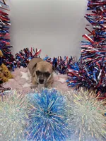 Bell, a female Chihuahua for sale in Liberty, MS – 2 of 4