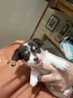 Jo Jo , a male Chihuahua for sale in Liberty, MS – 2 of 4
