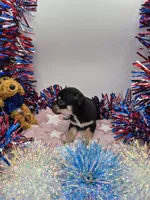 Bear, a male Chihuahua for sale in Liberty, MS – 2 of 2