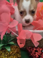 Lilly , a female Chihuahua for sale in Liberty, MS – 3 of 9