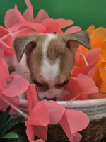 Lilly , a female Chihuahua for sale in Liberty, MS – 9 of 9