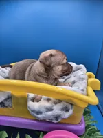 Pete, a male Chihuahua for sale in Liberty, MS – 2 of 7
