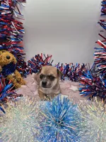 Bell, a female Chihuahua for sale in Liberty, MS – 3 of 4
