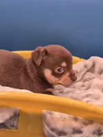 Hershey , a male Chihuahua for sale in Liberty, MS – 2 of 8