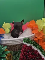 Ozzie , a male Chihuahua for sale in Liberty, MS – 8 of 10