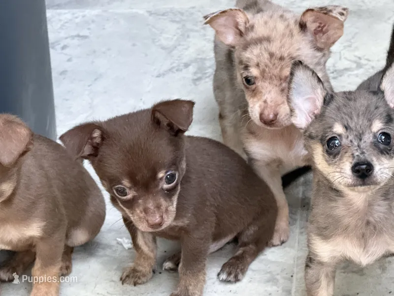 Baby – Chihuahua puppy for sale in Liberty, MS