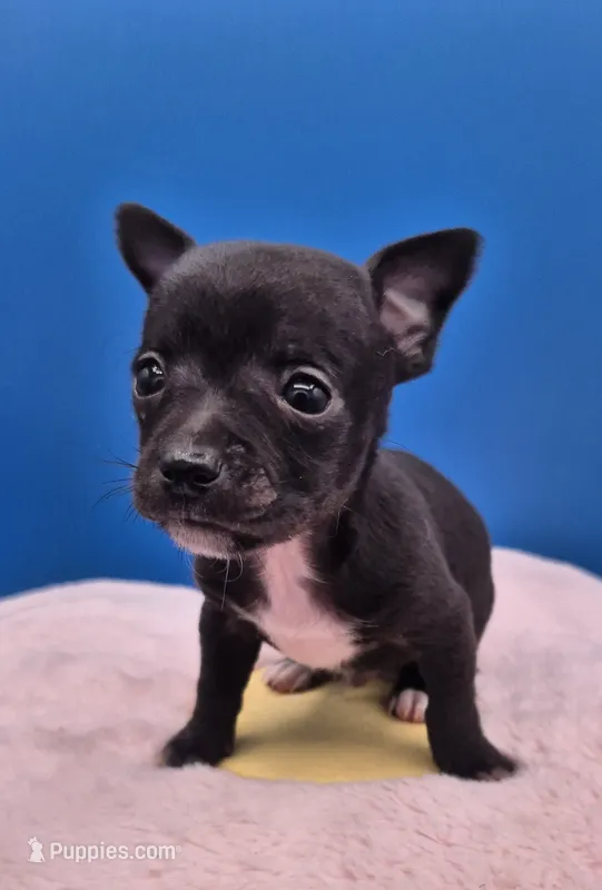 Ozzie  – Chihuahua puppy for sale in Liberty, MS