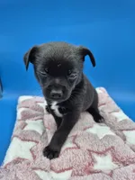 Black Jack, a male Chihuahua for sale in Liberty, MS – 2 of 8