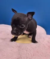 Ozzie , a male Chihuahua for sale in Liberty, MS – 5 of 10
