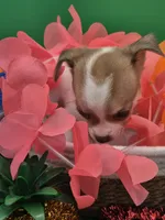 Lilly , a female Chihuahua for sale in Liberty, MS – 6 of 9