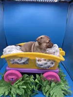 Pete, a male Chihuahua for sale in Liberty, MS – 4 of 7