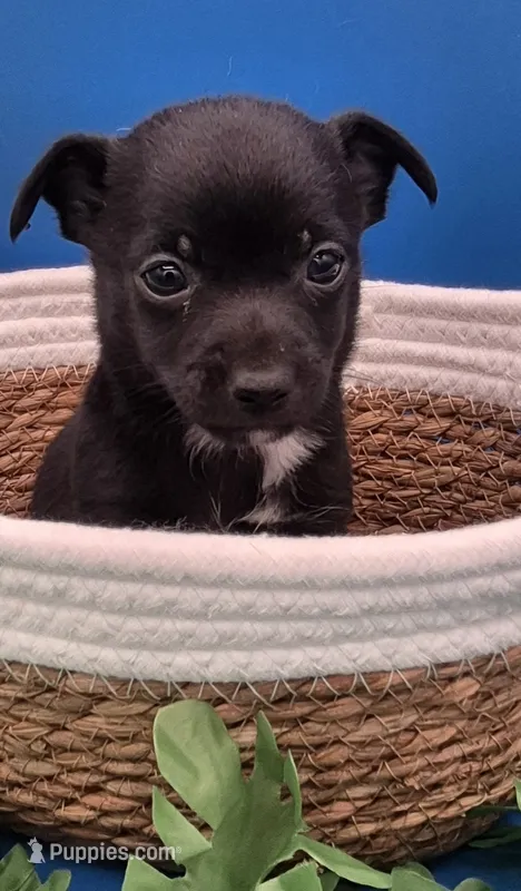 Chase  – Chihuahua puppy for sale in Liberty, MS