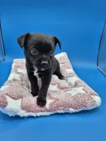 Black Jack, a male Chihuahua for sale in Liberty, MS – 7 of 8
