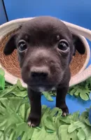 Chase , a male Chihuahua for sale in Liberty, MS – 7 of 10
