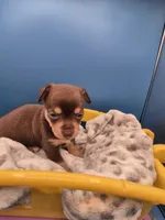 Hershey , a male Chihuahua for sale in Liberty, MS – 3 of 8
