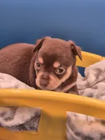 Hershey , a male Chihuahua for sale in Liberty, MS – 5 of 8