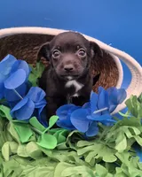 Chase , a male Chihuahua for sale in Liberty, MS – 6 of 10