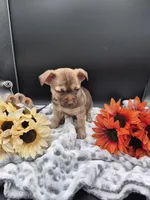 Smokey, a male Chihuahua for sale in Liberty, MS – 2 of 8