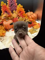 Baby, a male Chihuahua for sale in Liberty, MS – 4 of 7