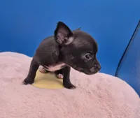 Ozzie , a male Chihuahua for sale in Liberty, MS – 6 of 10