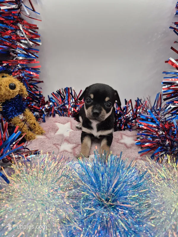 Bear – Chihuahua puppy for sale in Liberty, MS