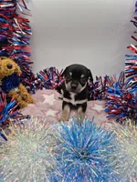 Bear, a male Chihuahua for sale in Liberty, MS – 1 of 2