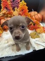 Bear, a male Chihuahua for sale in Liberty, MS – 2 of 6