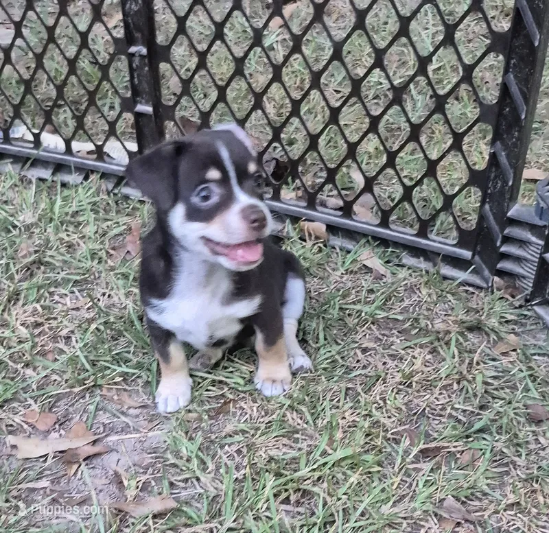 Rouger  – Chihuahua puppy for sale in Liberty, MS