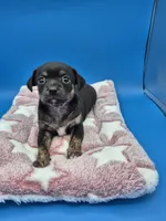 Smokey, a male Chihuahua for sale in Liberty, MS – 6 of 7