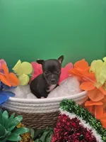 Ozzie , a male Chihuahua for sale in Liberty, MS – 9 of 10