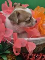 Lilly , a female Chihuahua for sale in Liberty, MS – 8 of 9